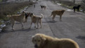 İçişleri'nden sokak köpekleri kararı! 3 belediye başkanı hakkında işlem