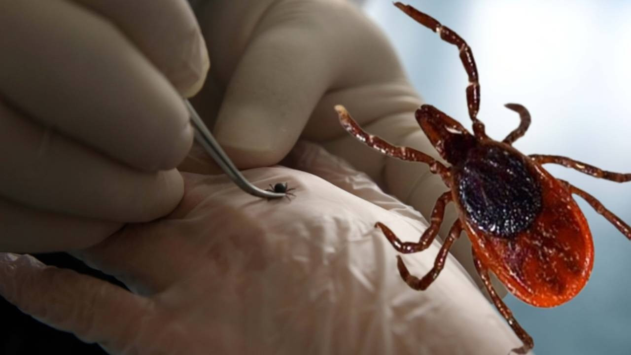 Uzman isimden "KKKA" uyarısı! Yağışlı havalarda dikkat etmezseniz virüs kapabilirsiniz