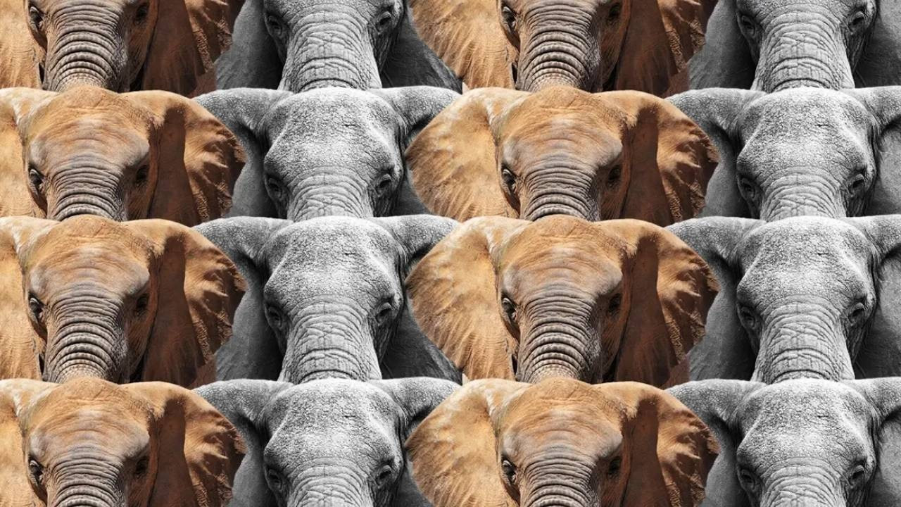 Dünyanın en zor testini çözmek 7 saniyen var! Deneyen her 100 kişiden 99'u başarısız oldu!