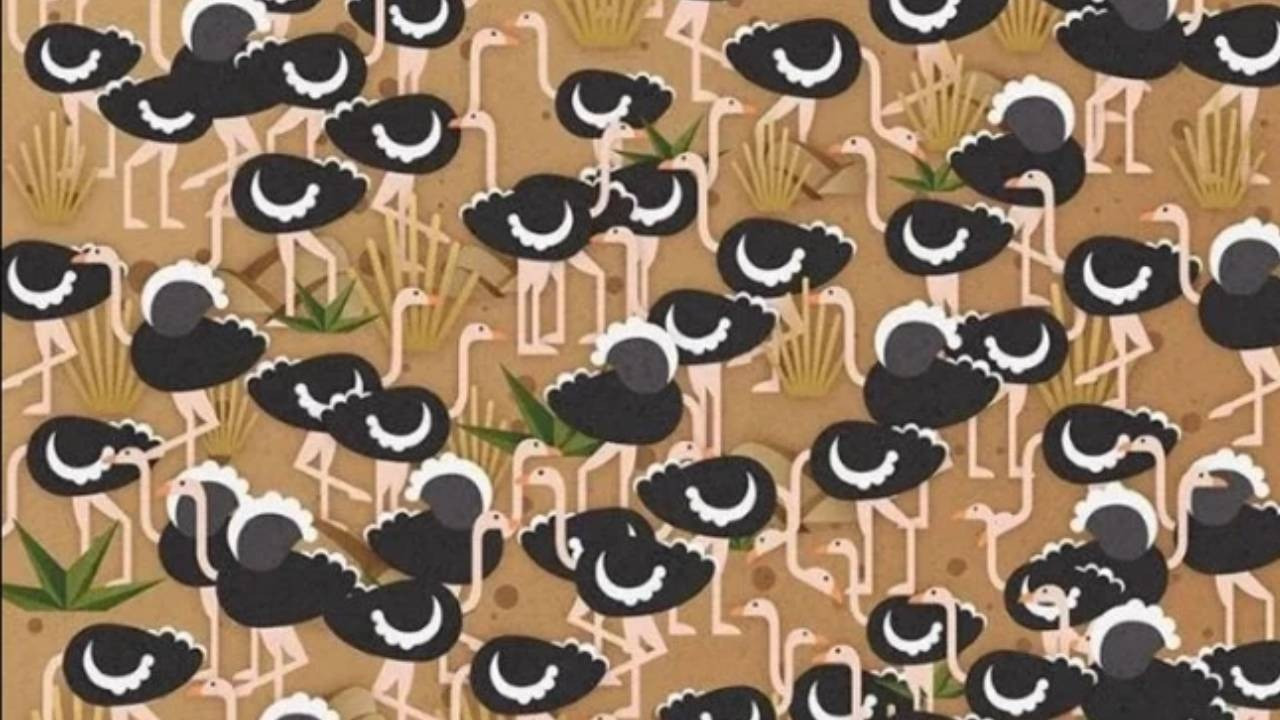 Resimdeki saklı şemsiyeyi bulmak için 5 saniyeniz var!