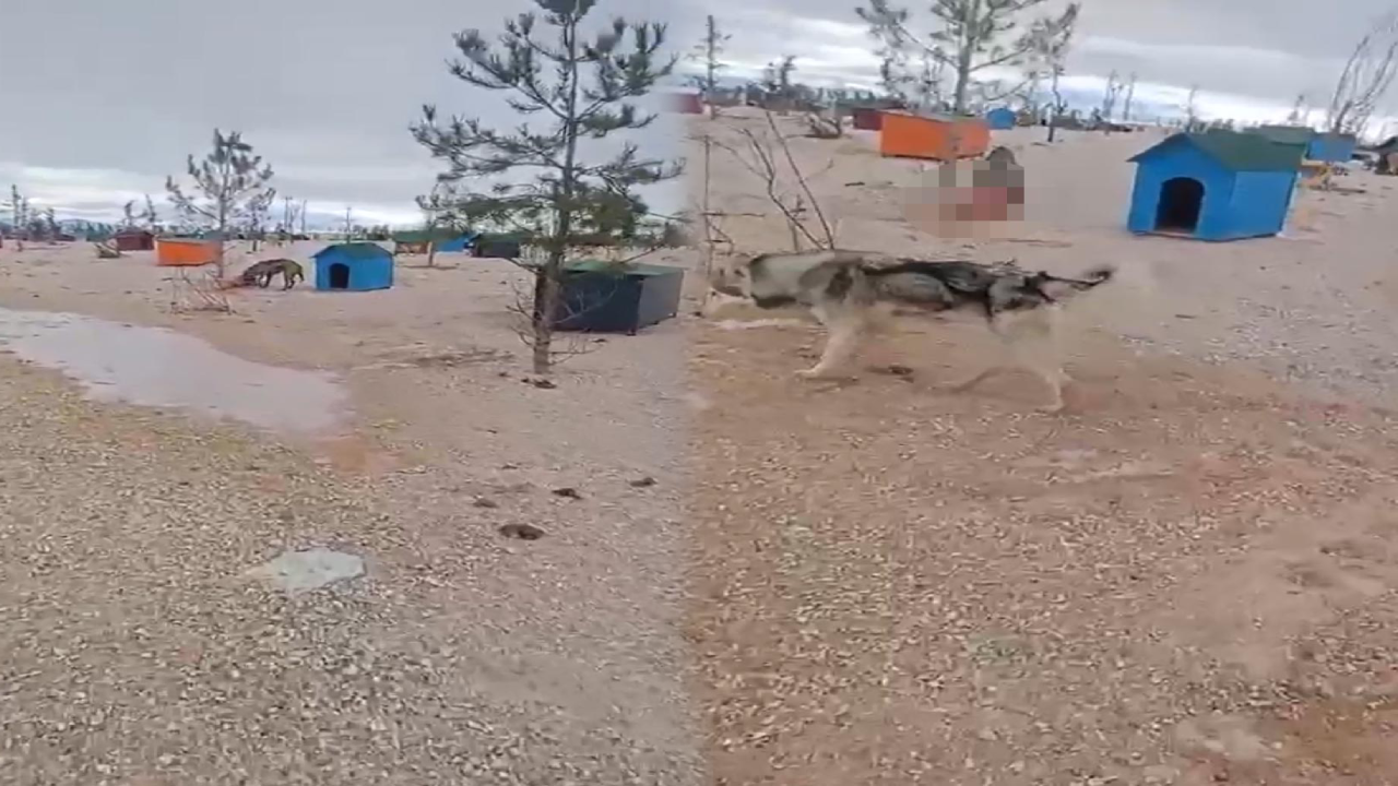 Barınakta vicdanları sızlatan vahşet! Barınakta aç kalan köpekler başka köpeği yedi