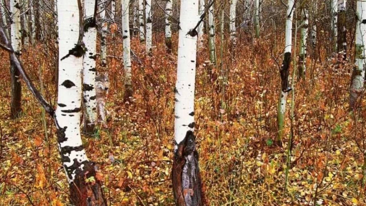 İlk 9 saniye her şeyi belirliyor! Resimde gizlenen kurdu bulanların sayısı oldukça az