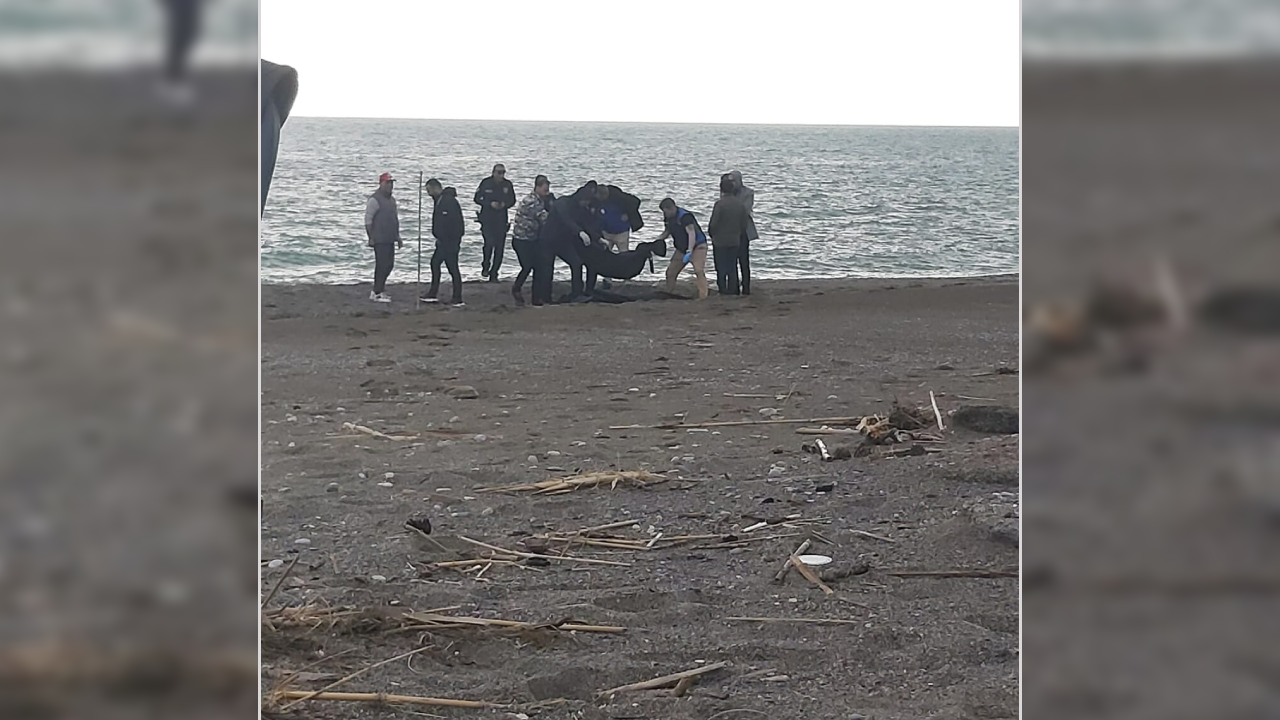 Sahilde şüpheli ceset! Parçalanmış halde bulundu