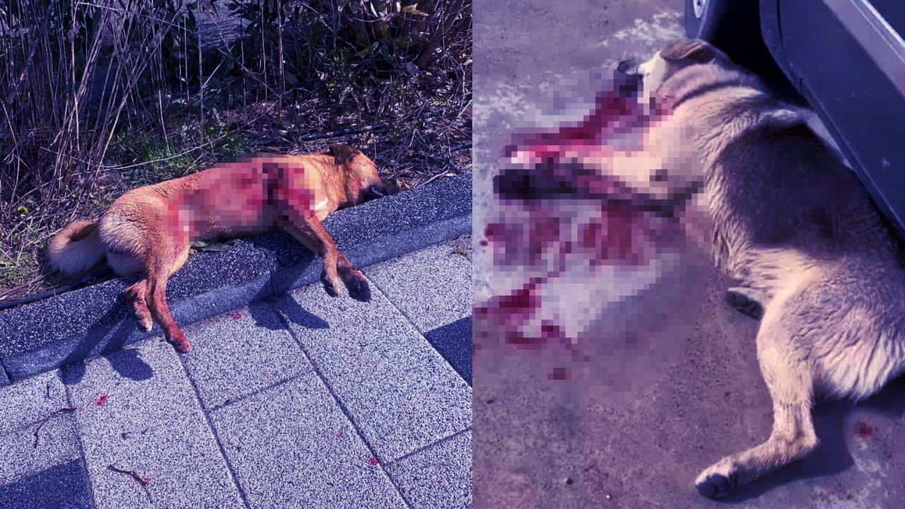 2 köpeği vahşice katletti! Cani hakkında karar