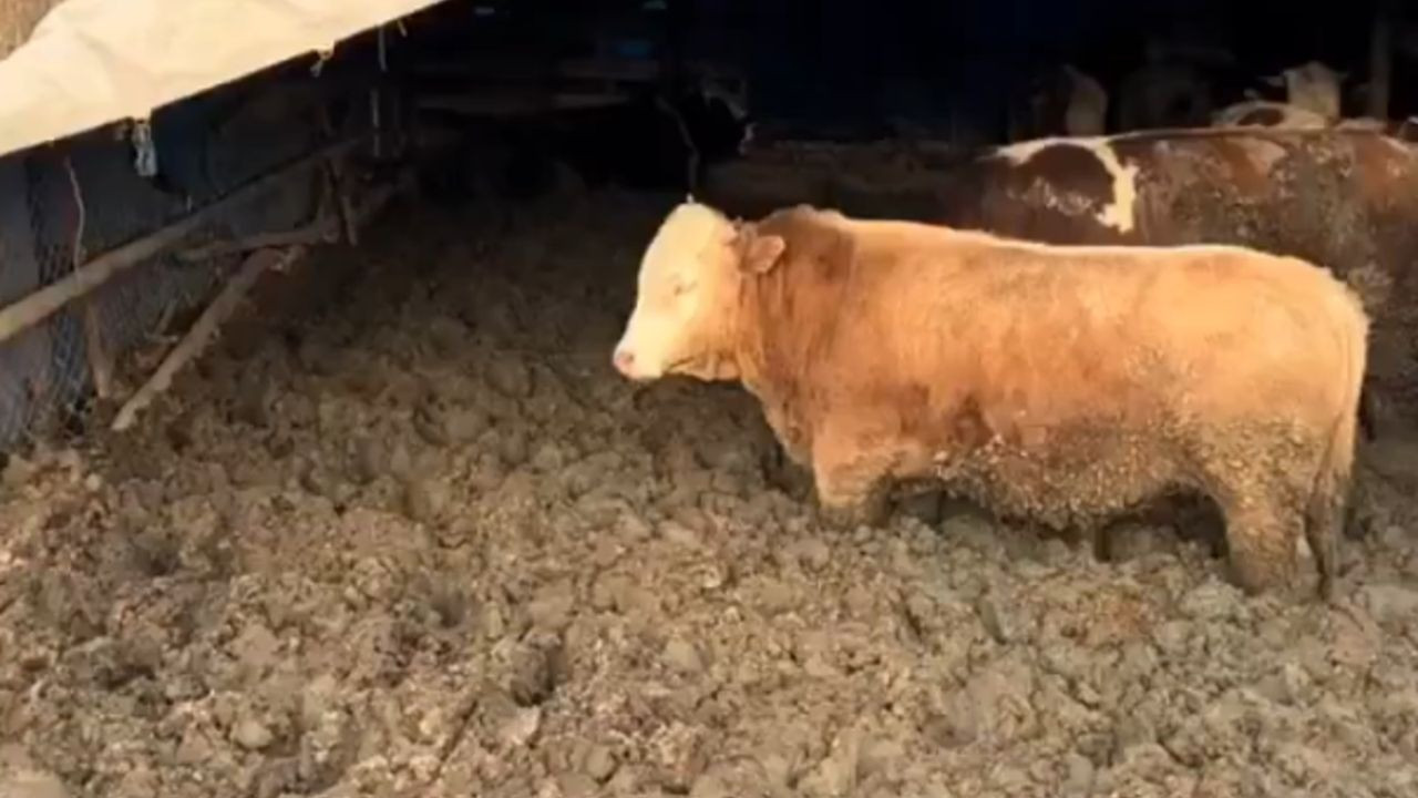 Kurban Bayramına sayılı günler kala ilginç görüntüler! Hayvanları kilo alsınlar diye çamura sapladılar