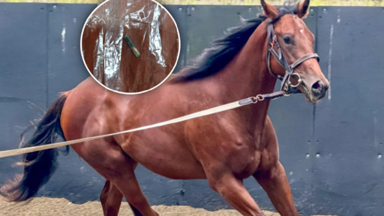 Belediyenin aşevinde görülmemiş skandal! Dağıtılan kavurmadan 'yarış atı çipi' çıktı