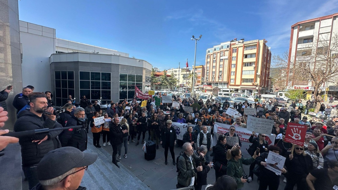 Toplu köpek ölümleri vicdan sızlattı! “Barınakların önü kan kokuyor”