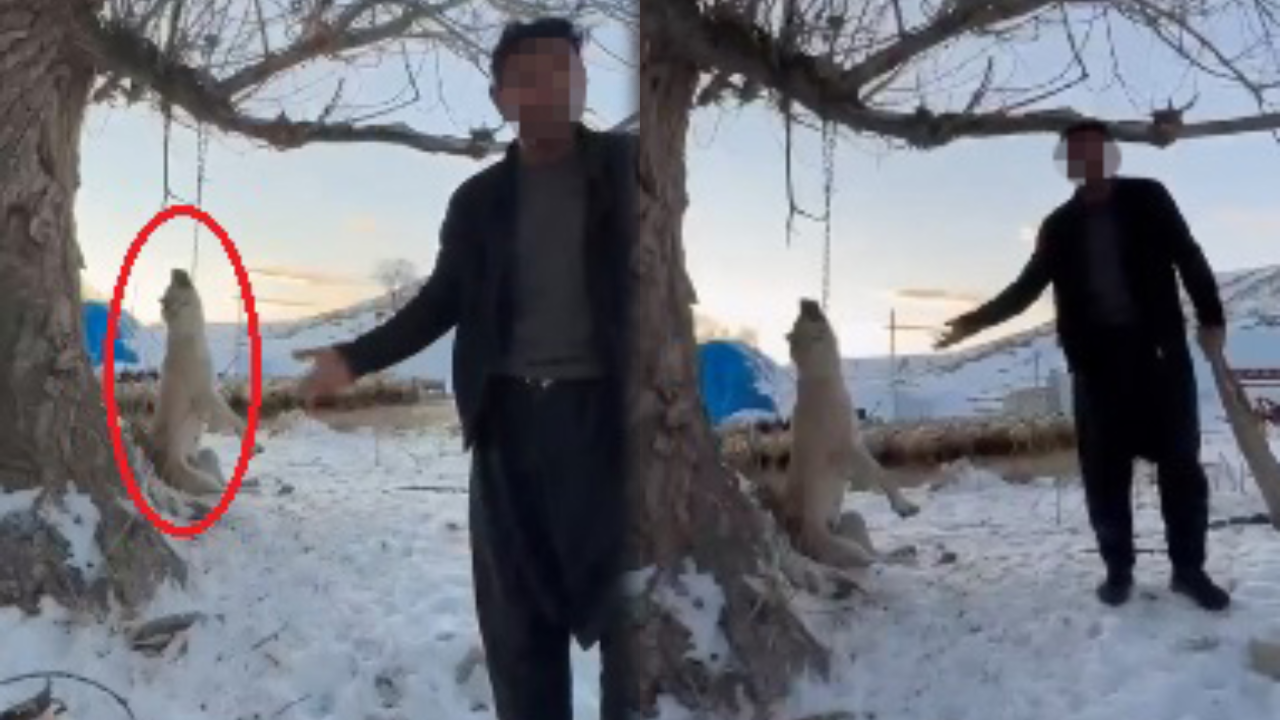 Görüntüler sosyal medyada infial yaratmıştı! O cani hakkında karar