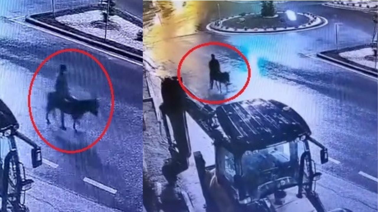 Forkliftle soygun, eşekle kaçış! Kuyumcuyu talan eden sanık hakim karşısında