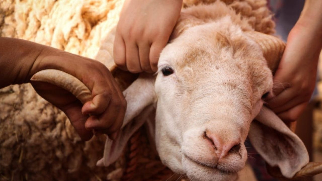 2026 kurbanlık fiyatları netleşti: Büyükbaş 700 bin TL’ye kadar çıkıyor