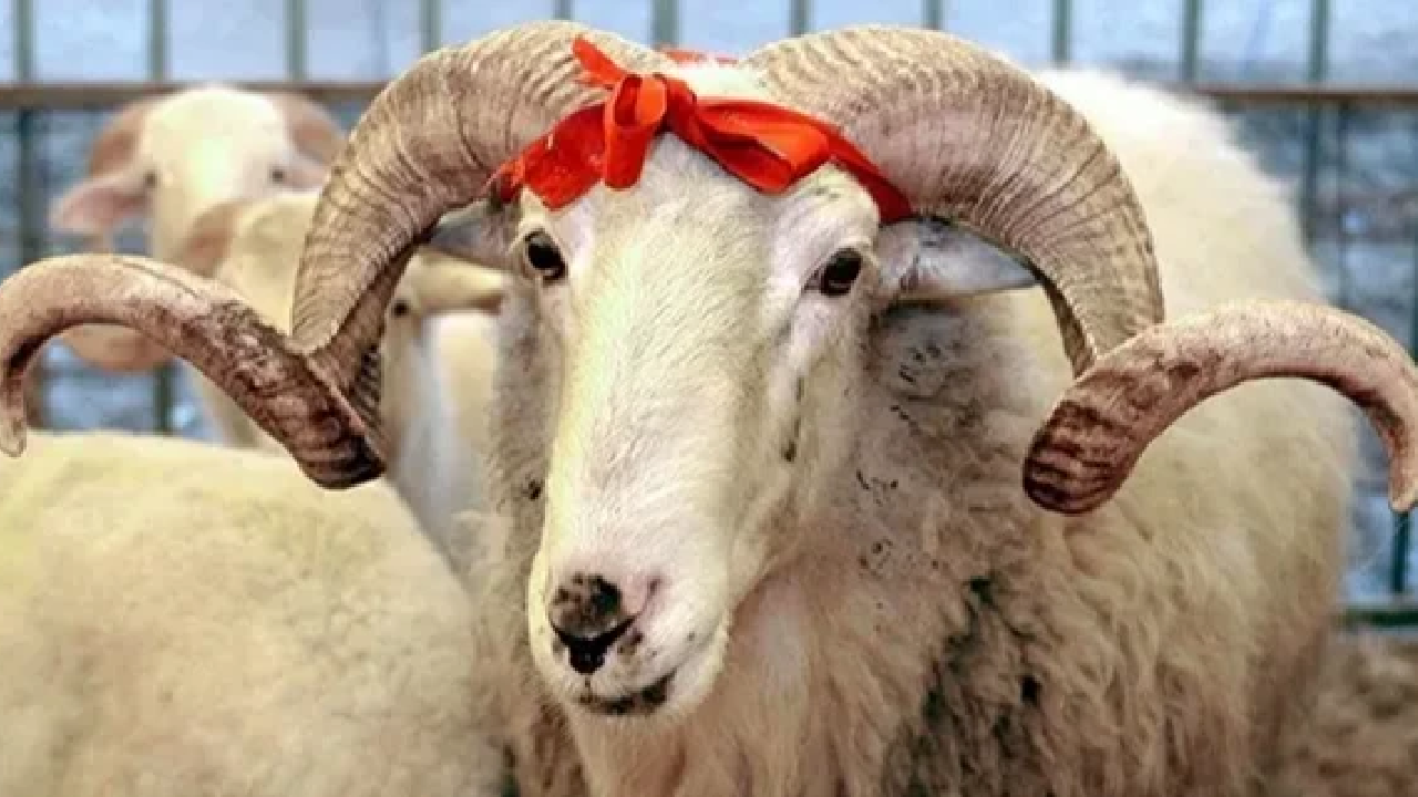 Vekaletle kurban kesim bedeli belli oldu