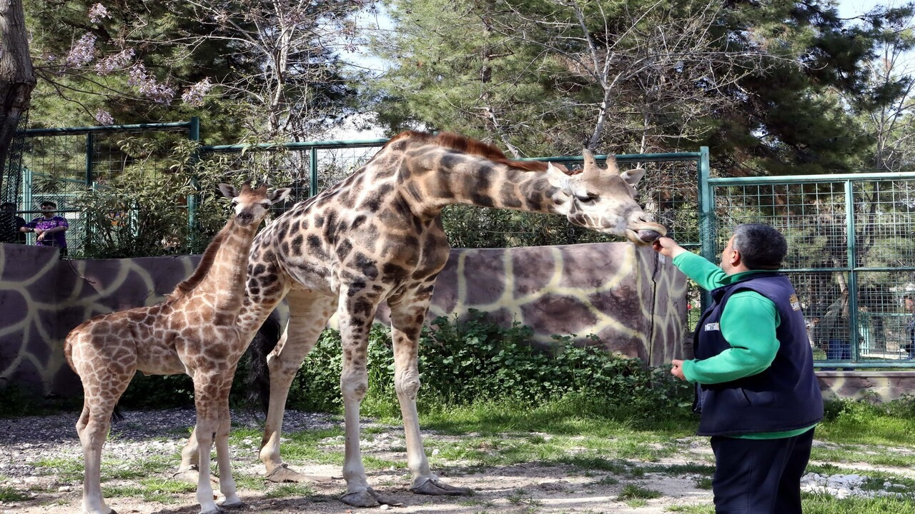 Türkiye'nin ilk zürafası doğdu! İsmi halk anketi belirleyecek