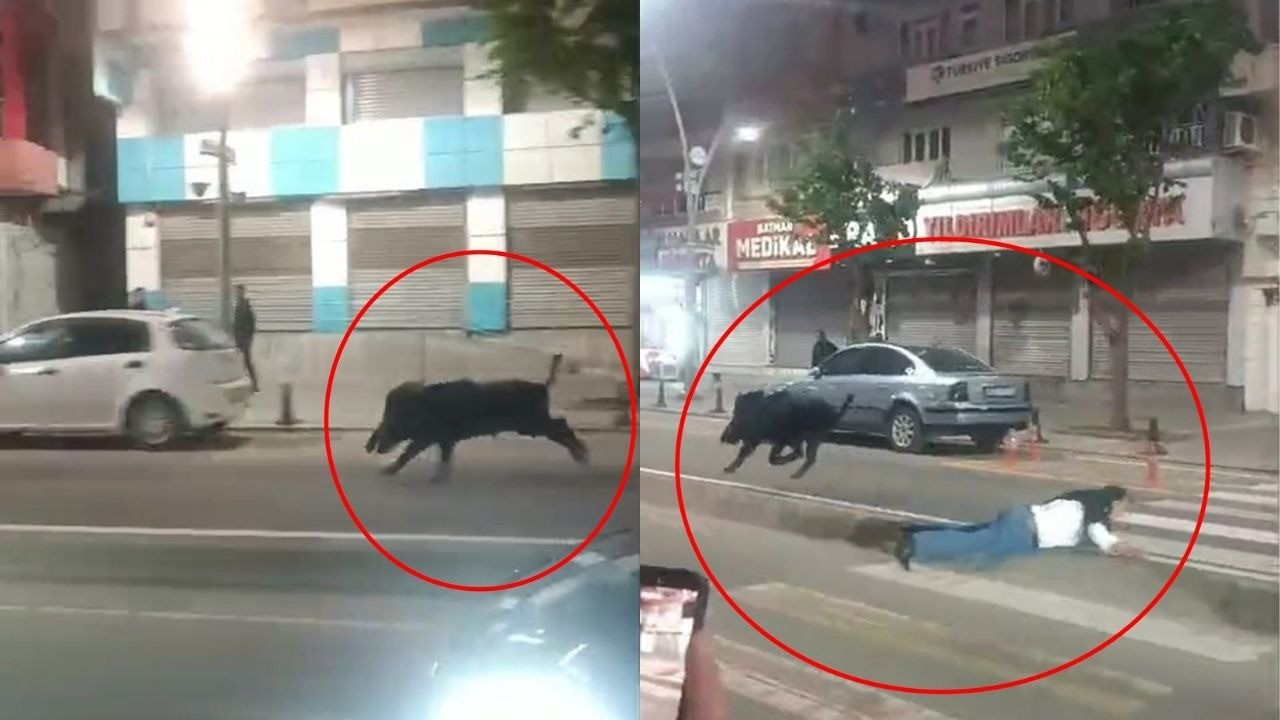 Şehir merkezinde dehşet anlar! Yaban domuzları şehre indi, etrafa saldırdı