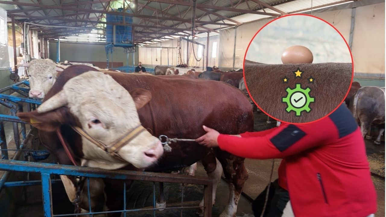 1 tonluk Paşa'nın fiyatı cep yakıyor! Daha önce bu testi duymadınız: Paşa kalite kontrolü geçti