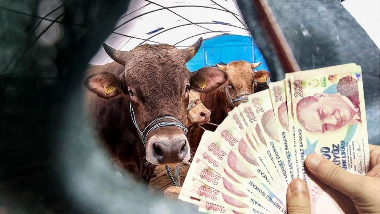 Kurban fiyatları cep yakarken bir fatura daha çıktı! Kesim, kasap, nakliye derken maliyet katlandı