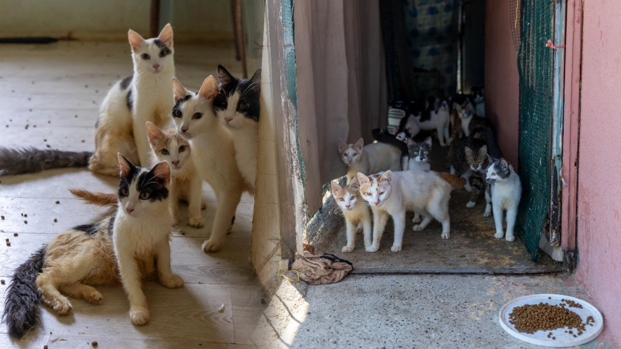 'Çöp ev' ihbarına giden ekipler donup kaldı! Evden 100 kedi çıktı