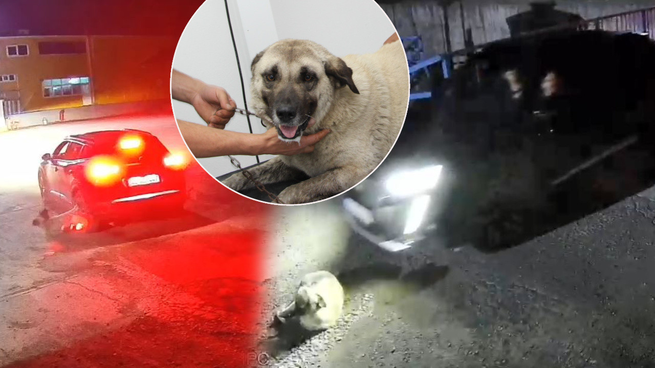 Kan donduran vicdansızlık kamerada! Yerde yatan masum köpeği acımasızca ezdi: Sürücüye ödül gibi ceza tepki çekti