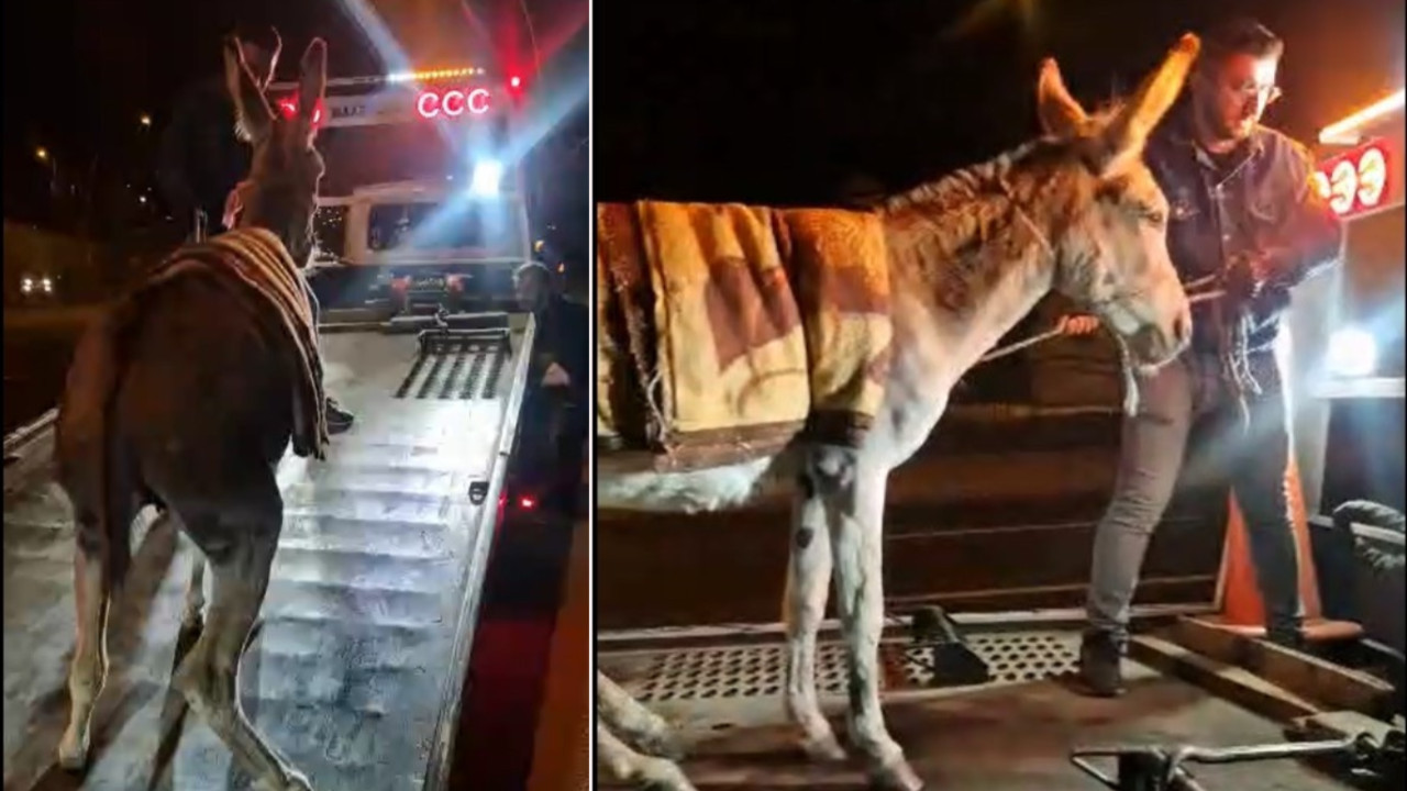 Ankara’da fıkra gibi olay! Eşek otoparka çekildi: Sebebi şoke etti