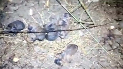 Yavru k&ouml;pekler son anda alevlerin arasından kurtarıldı: Mersin'de anız yangınında alevlerin arasında kalan yavru k&ouml;pekleri itfaiye kurtardı