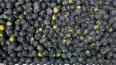 Tarlada Kaldı Fiyatlar 25 Liradan 2.5 TL'ye Düştü