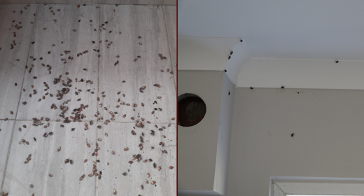 Kabus gibi yayıldı! Bir bölgeyi istila etti: Uzmanından uyarı...