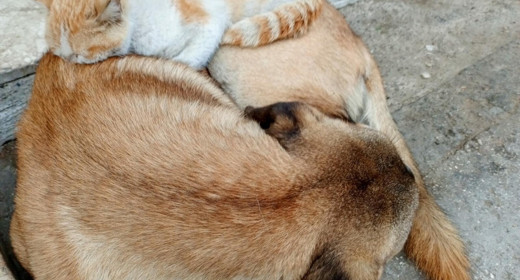 Aydın'da yürekleri ısıtan kare!