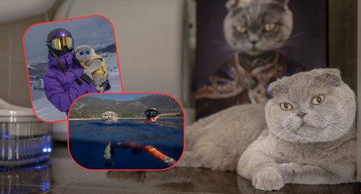 Denizde yüzüyor, snowboard yapıyor! “Başkan” isimli kedi görenleri şaşkına çeviriyor
