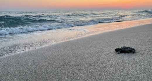 Antalya sahillerinde alarm! Bu kumsallara gece girmenin cezası var: Tam 699 bin TL!