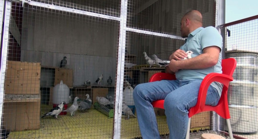 Çatıda kurduğu yeni dünya ona sosyal medyayı bıraktırdı: O artık güvercinlerinin babası