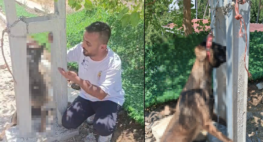Kan donduran vahşet! Evin avlusundan çalınan köpek elektrik direğine asıldı
