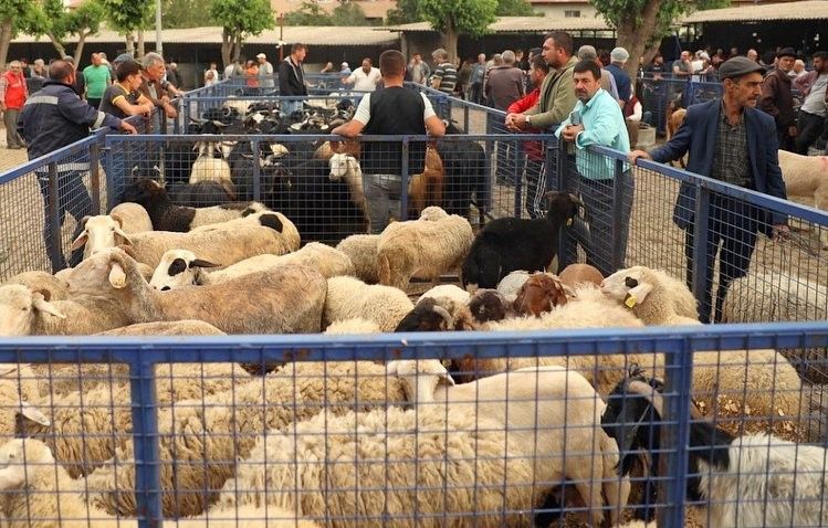 Kurban kesim ücretleri belli oldu! İşte 2025 kurban kesim fiyatları