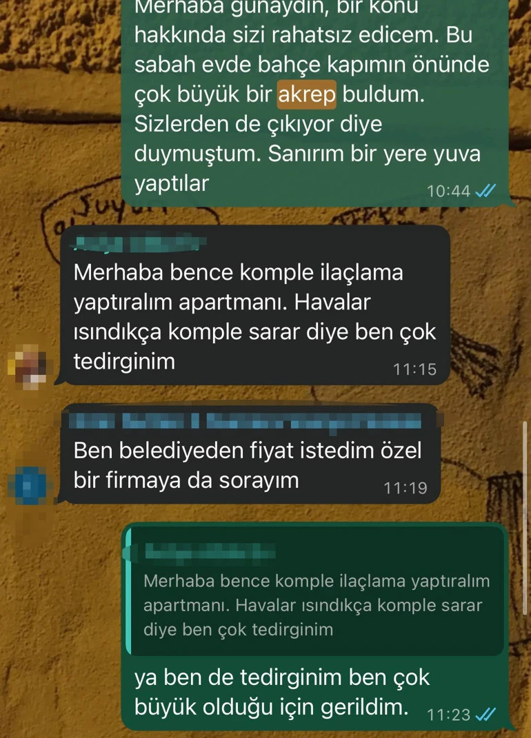 İstanbul’da evlere akrep alarmı! Kağıthane sakini dehşeti yaşadı: “Kedimi alıp evden çıktım” - Resim : 2