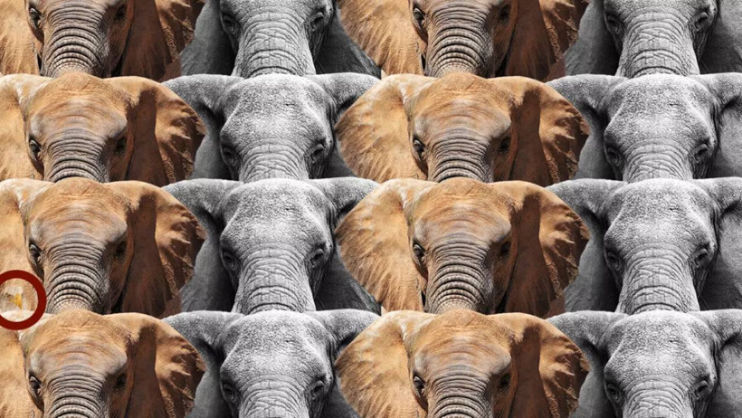 Dünyanın en zor testini çözmek 7 saniyen var! Deneyen her 100 kişiden 99'u başarısız oldu! - Resim : 2